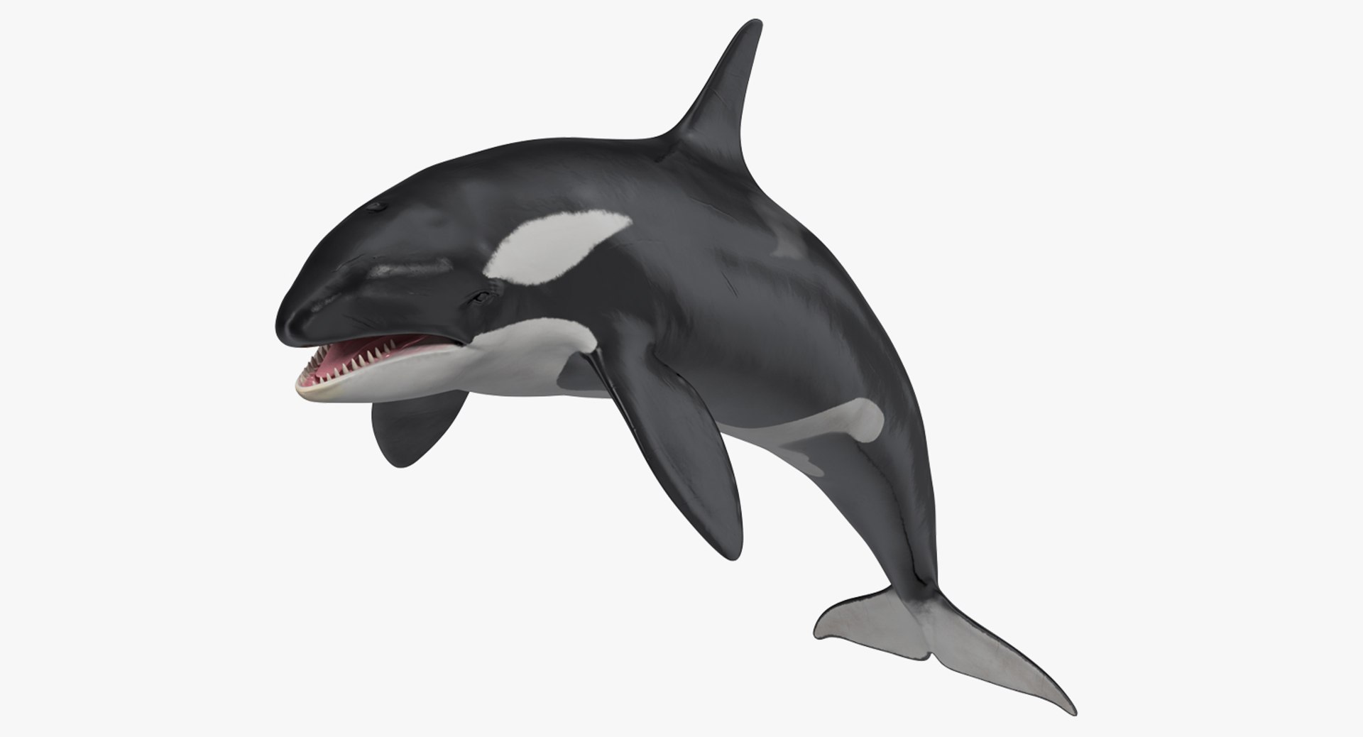 rigged fishes 3 3D model https://p.turbosquid.com/ts-thumb/ll/WdZHIx/hAFVsGqM/riggedfishescollection3c4dmodel003/jpg/1531549630/1920x1080/fit_q87/fa44c159c926379ae3880b4ed816848053aa47be/riggedfishescollection3c4dmodel003.jpg
