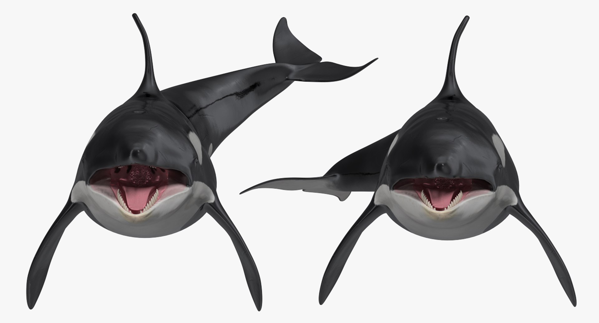 rigged fishes 3 3D model https://p.turbosquid.com/ts-thumb/ll/WdZHIx/hMNAtyRl/riggedfishescollection3c4dmodel009/jpg/1531549630/1920x1080/fit_q87/05e54f19717f229f5e0090f0d6d47505249daf04/riggedfishescollection3c4dmodel009.jpg