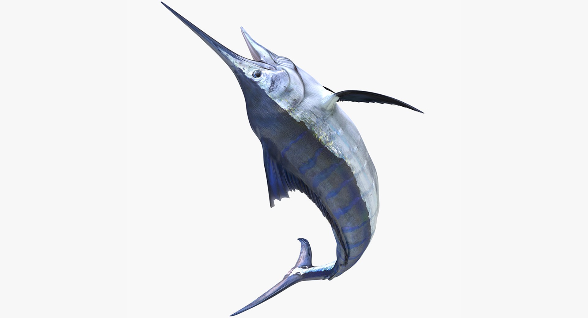 rigged fishes 3 3D model https://p.turbosquid.com/ts-thumb/ll/WdZHIx/ivcOLpPq/riggedfishescollection3c4dmodel066/jpg/1531549631/1920x1080/fit_q87/b10e00cb81663367e90166930ff541d61077077b/riggedfishescollection3c4dmodel066.jpg