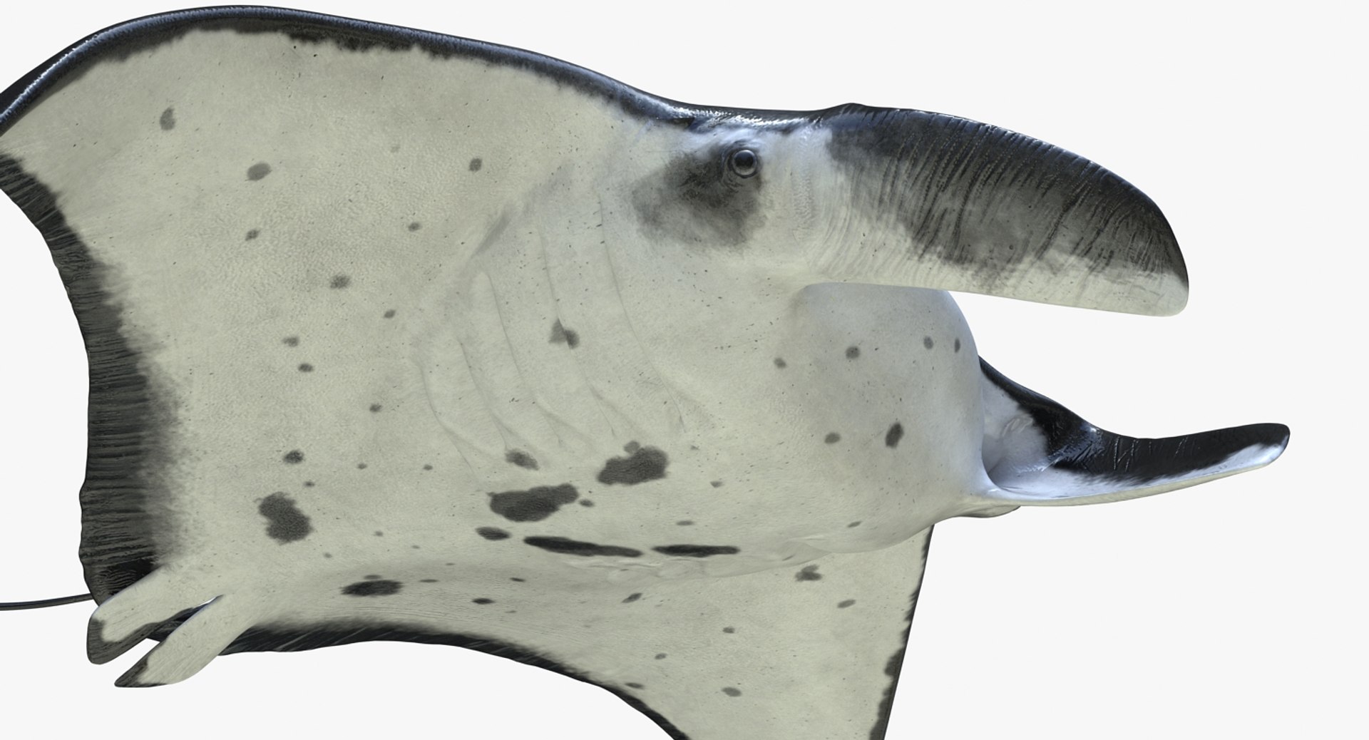 rigged fishes 3 3D model https://p.turbosquid.com/ts-thumb/ll/WdZHIx/jBwsHNuh/riggedfishescollection3c4dmodel056/jpg/1531549631/1920x1080/fit_q87/a817ceabaa46ebe84f60d4bfe84a0d73b5894a65/riggedfishescollection3c4dmodel056.jpg