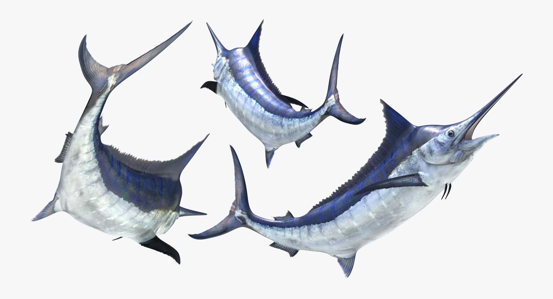 rigged fishes 3 3D model https://p.turbosquid.com/ts-thumb/ll/WdZHIx/jKgf9j4k/riggedfishescollection3c4dmodel069/jpg/1531549631/1920x1080/fit_q87/e24cdcbde0593bd0a6c7657c6b9bf73d31a6331c/riggedfishescollection3c4dmodel069.jpg