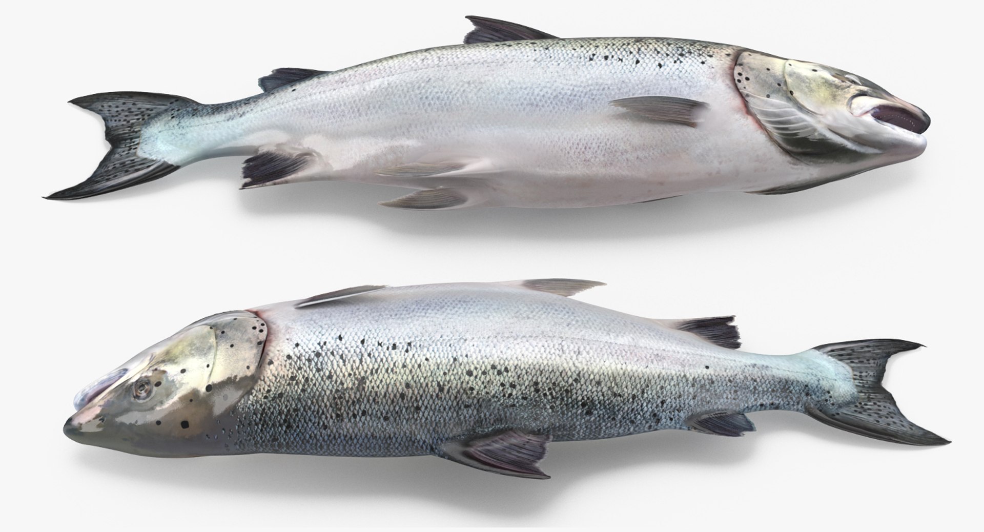 rigged fishes 3 3D model https://p.turbosquid.com/ts-thumb/ll/WdZHIx/jWPjgrb4/riggedfishescollection3c4dmodel027/jpg/1531549630/1920x1080/fit_q87/ab170396f61051cc235b593b6db93fffc864161f/riggedfishescollection3c4dmodel027.jpg