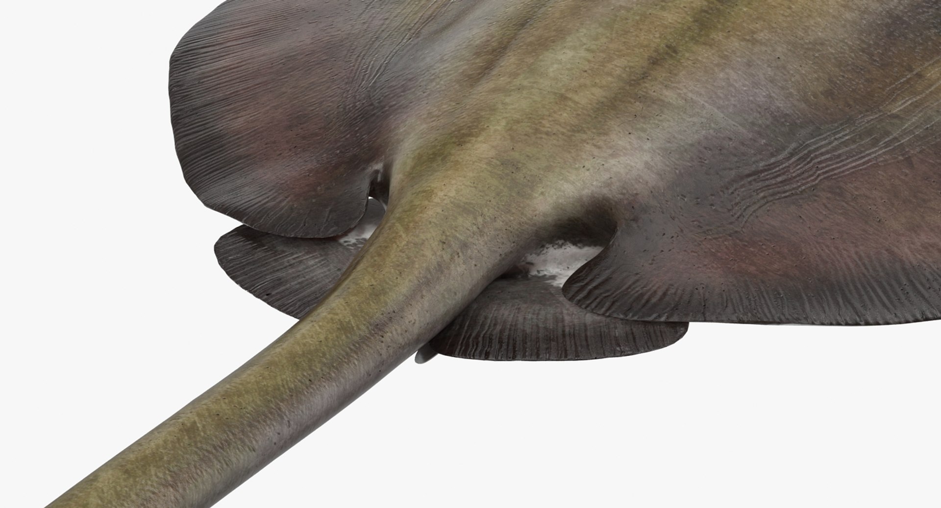 rigged fishes 3 3D model https://p.turbosquid.com/ts-thumb/ll/WdZHIx/jYEHA09k/riggedfishescollection3c4dmodel065/jpg/1531549631/1920x1080/fit_q87/51853f7e74f93ba850884aa2155b26b87f5b46d4/riggedfishescollection3c4dmodel065.jpg