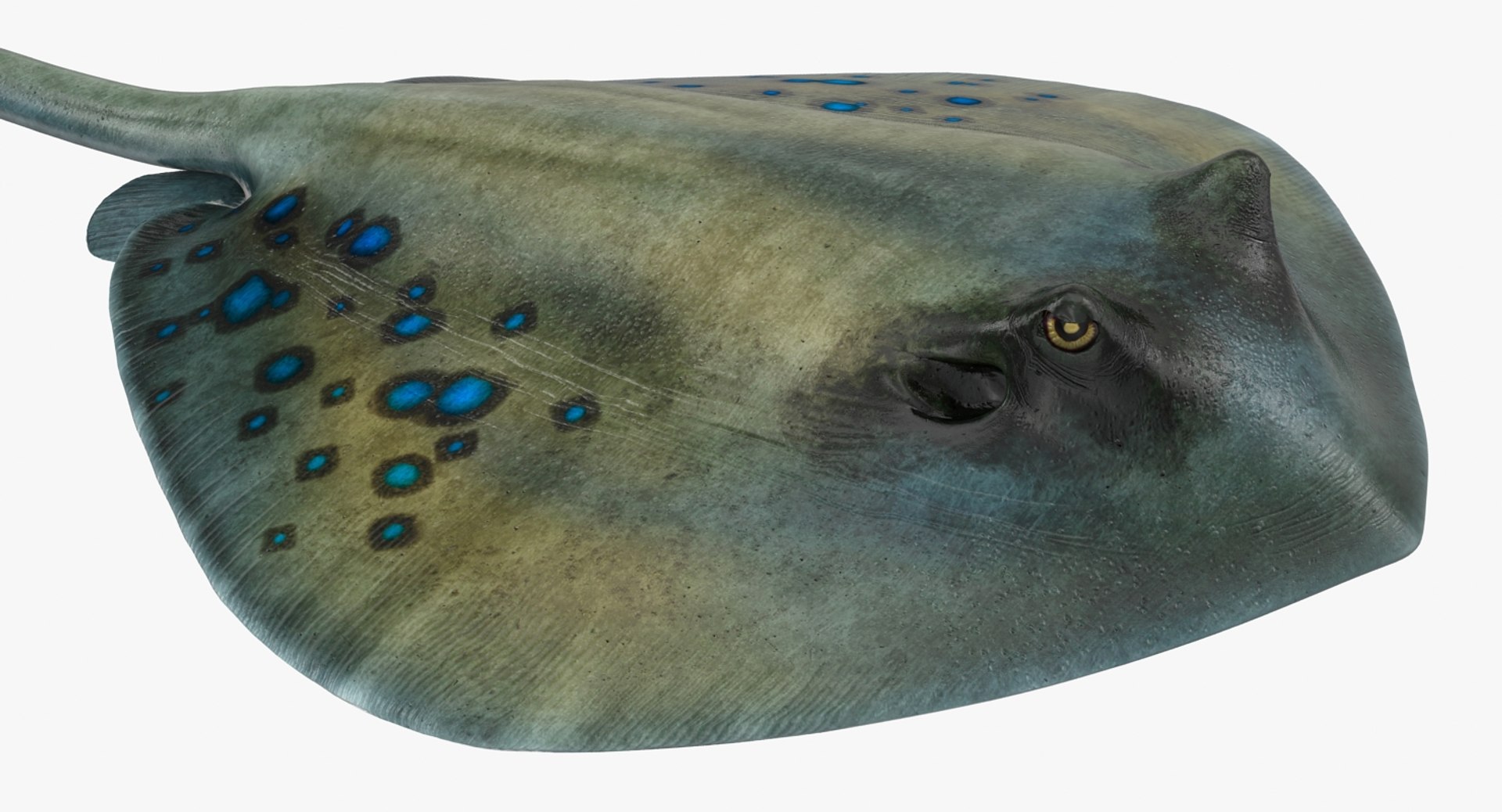rigged fishes 3 3D model https://p.turbosquid.com/ts-thumb/ll/WdZHIx/ke8uFiiB/riggedfishescollection3c4dmodel099/jpg/1531549632/1920x1080/fit_q87/a7a0e5057dd3248f347697fa69b7501d6bae171f/riggedfishescollection3c4dmodel099.jpg