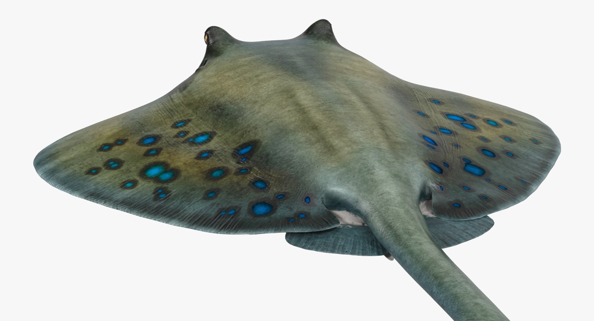 rigged fishes 3 3D model https://p.turbosquid.com/ts-thumb/ll/WdZHIx/mAQBbBp0/riggedfishescollection3c4dmodel100/jpg/1531549632/1920x1080/fit_q87/7f084f68bdc1220360dc1286ee41d8279b9b5334/riggedfishescollection3c4dmodel100.jpg