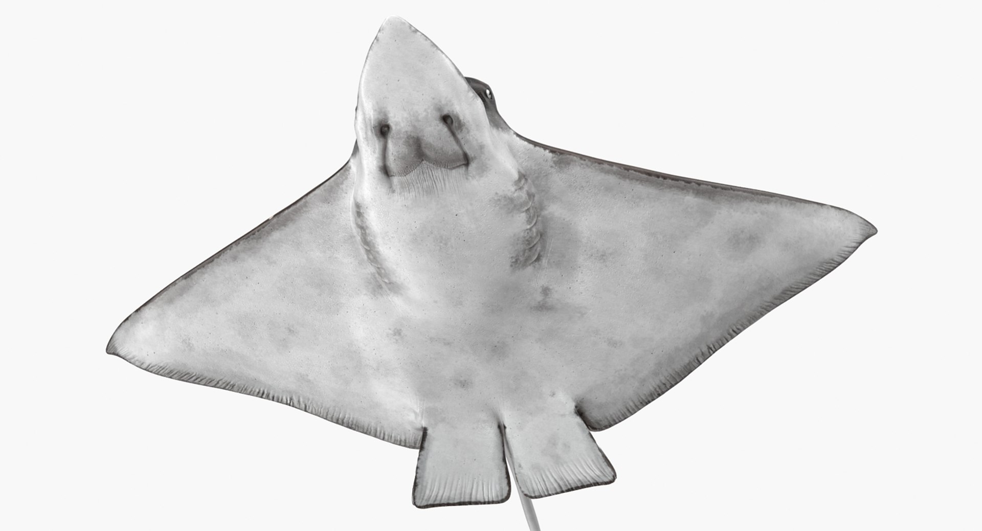 rigged fishes 3 3D model https://p.turbosquid.com/ts-thumb/ll/WdZHIx/mwOheoax/riggedfishescollection3c4dmodel091/jpg/1531549632/1920x1080/fit_q87/4021934b82c2e45c50ddf29d570910febe29c877/riggedfishescollection3c4dmodel091.jpg