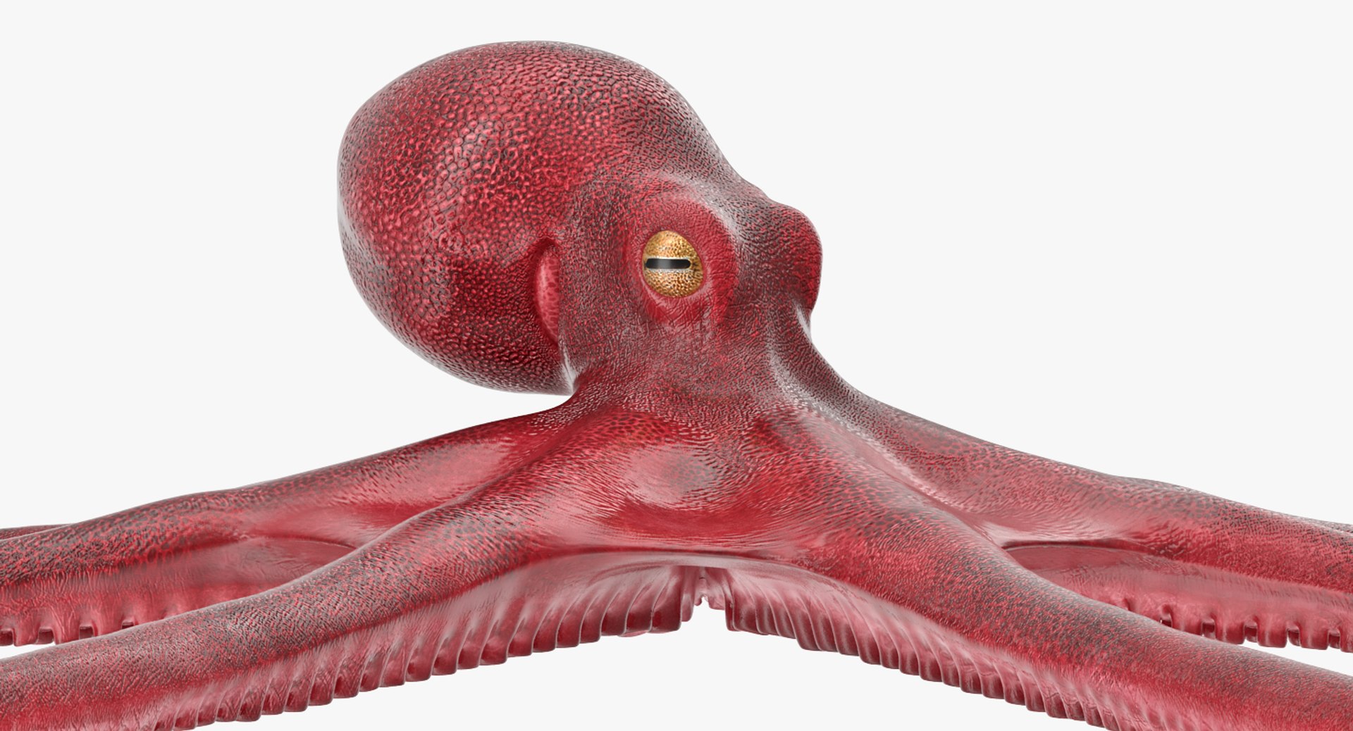 rigged fishes 3 3D model https://p.turbosquid.com/ts-thumb/ll/WdZHIx/nY68flsW/riggedfishescollection3c4dmodel017/jpg/1531549630/1920x1080/fit_q87/860dba6d0d5b5ff011a7526a0712a403a8145ce3/riggedfishescollection3c4dmodel017.jpg