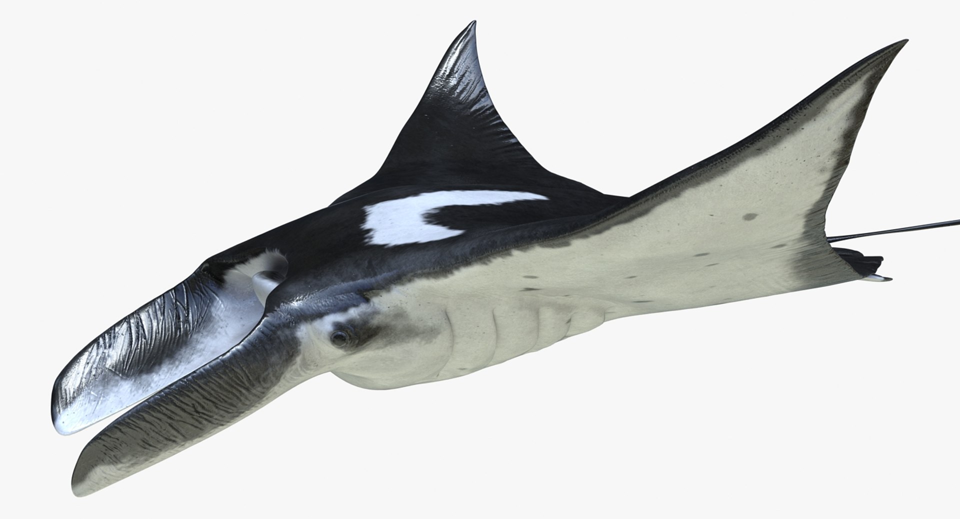 rigged fishes 3 3D model https://p.turbosquid.com/ts-thumb/ll/WdZHIx/oLdqe9bi/riggedfishescollection3c4dmodel055/jpg/1531549631/1920x1080/fit_q87/bb304397fe7d9b63a9e0a0e9b5fdee26d4ba2617/riggedfishescollection3c4dmodel055.jpg
