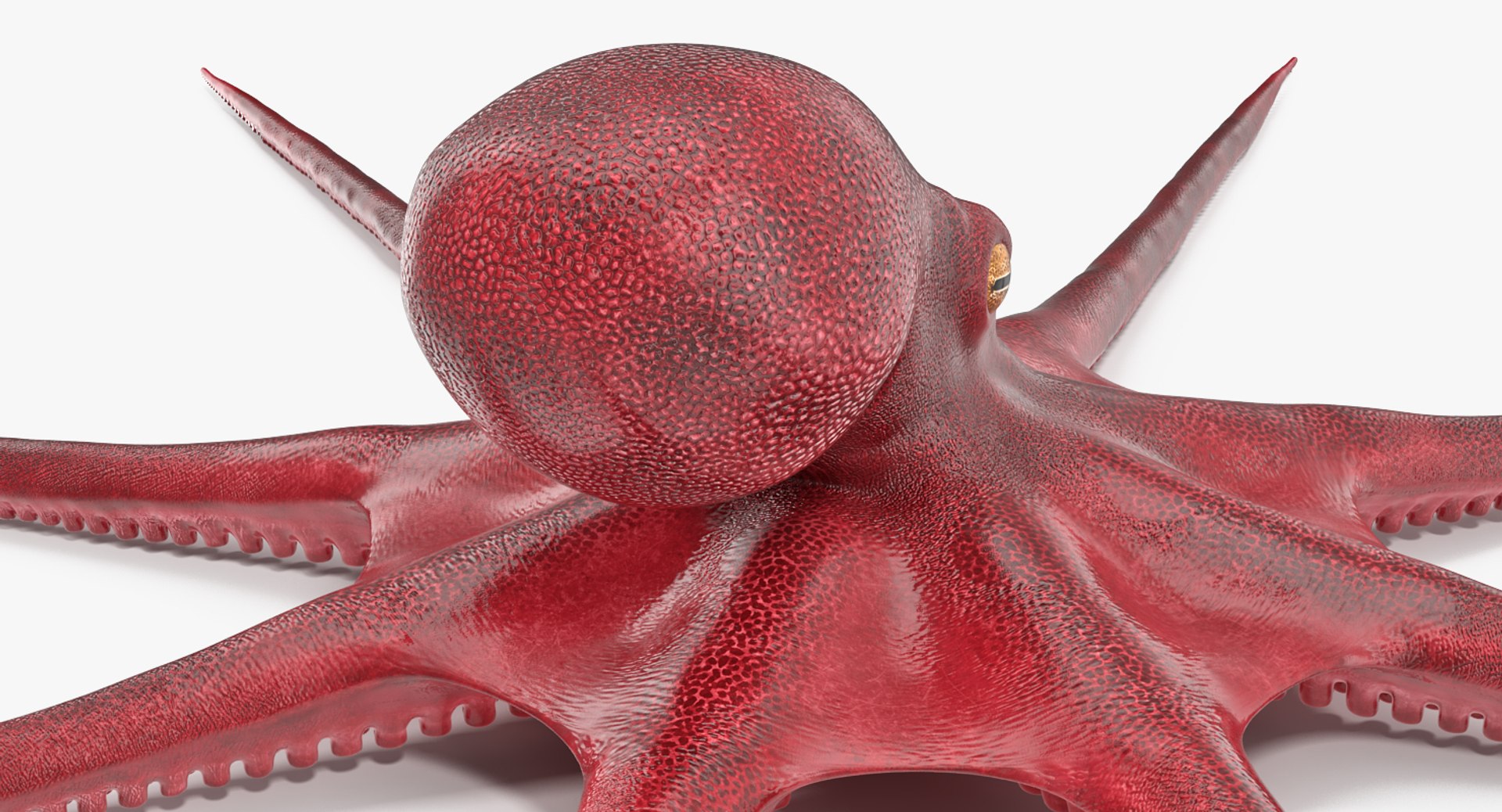 rigged fishes 3 3D model https://p.turbosquid.com/ts-thumb/ll/WdZHIx/pENC2jpk/riggedfishescollection3c4dmodel018/jpg/1531549630/1920x1080/fit_q87/3bed2d59737a4abf67645ec676d15478c1390401/riggedfishescollection3c4dmodel018.jpg