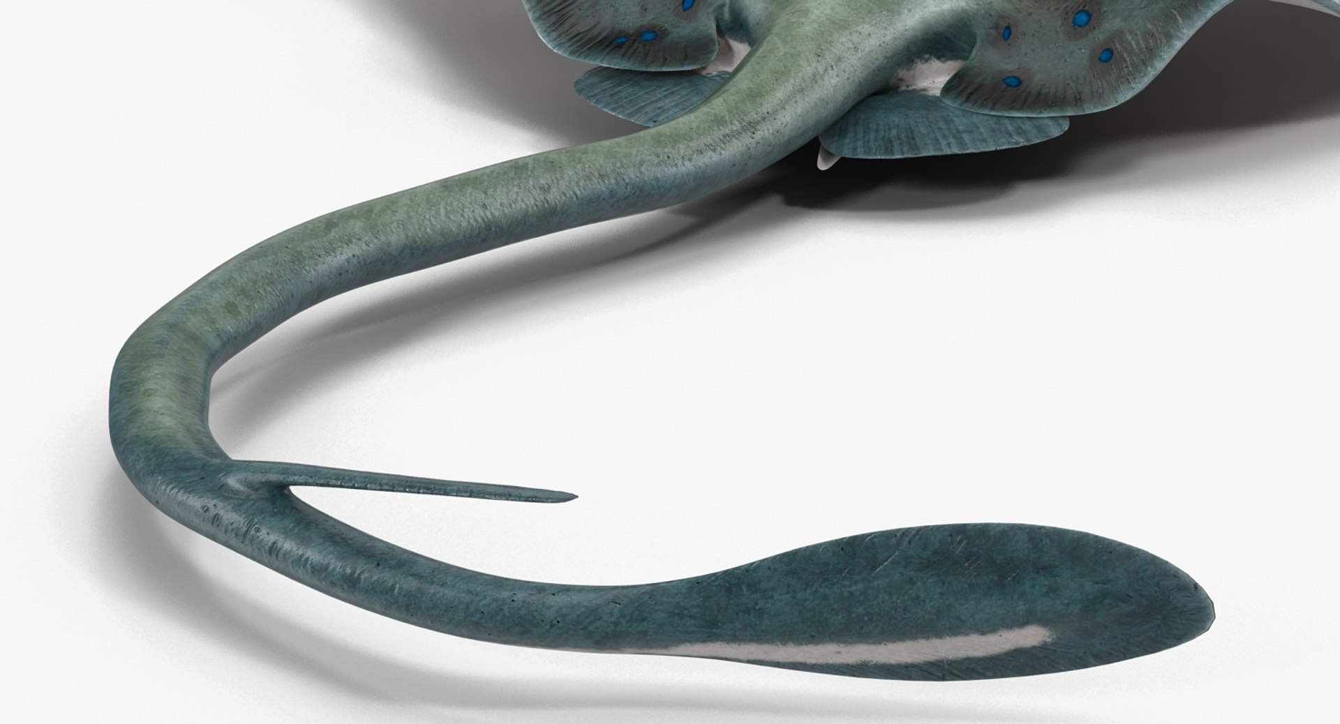 rigged fishes 3 3D model https://p.turbosquid.com/ts-thumb/ll/WdZHIx/q3uP9eoe/riggedfishescollection3c4dmodel102/jpg/1531549632/1920x1080/fit_q87/cb945b7d6c19b2fc2e90a48d5de359b0368ff398/riggedfishescollection3c4dmodel102.jpg