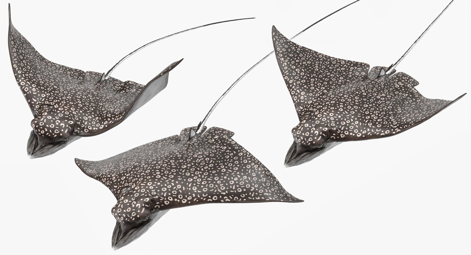 rigged fishes 3 3D model https://p.turbosquid.com/ts-thumb/ll/WdZHIx/r5ehHrOI/riggedfishescollection3c4dmodel087/jpg/1531549631/1920x1080/fit_q87/a5db9c98d699625d47a8e6cb87247769fd70f7a7/riggedfishescollection3c4dmodel087.jpg