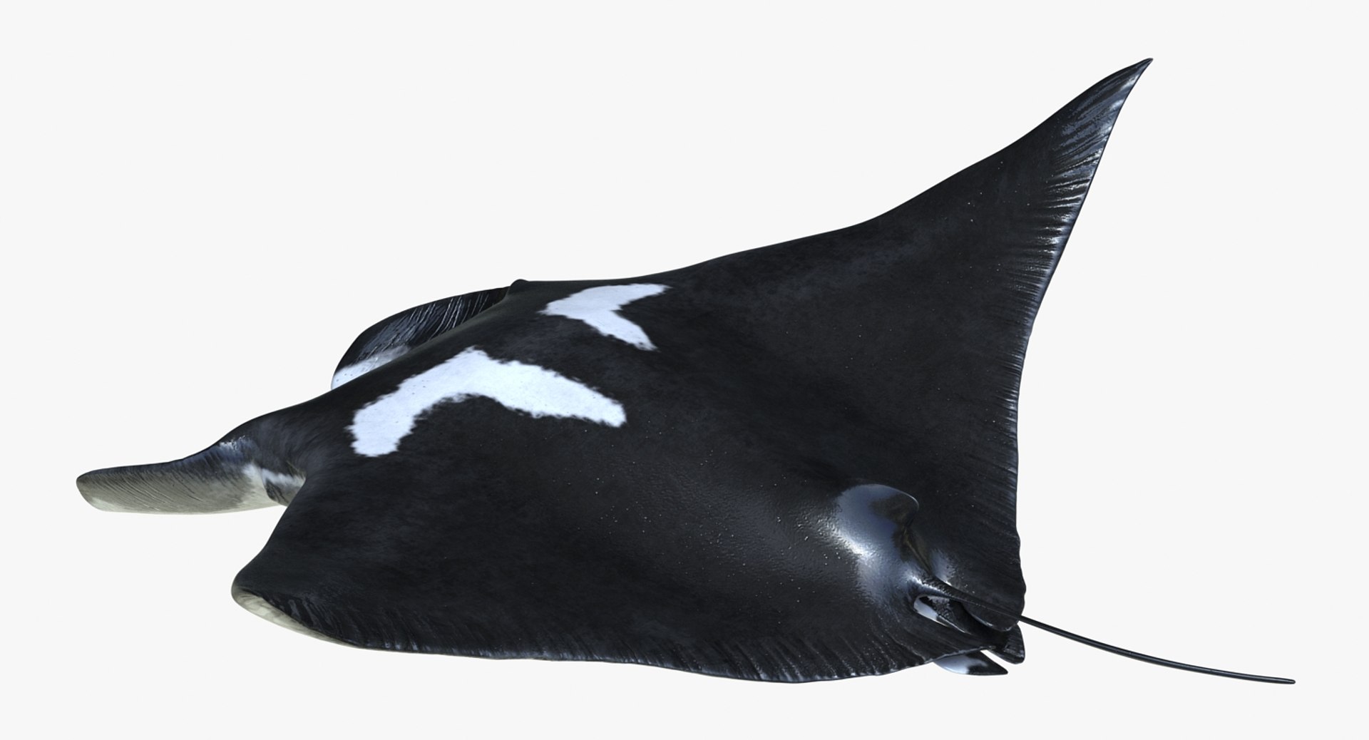 rigged fishes 3 3D model https://p.turbosquid.com/ts-thumb/ll/WdZHIx/shUgyhvg/riggedfishescollection3c4dmodel054/jpg/1531549631/1920x1080/fit_q87/06662672666efc86e11639eccea5ff0b4111ba39/riggedfishescollection3c4dmodel054.jpg