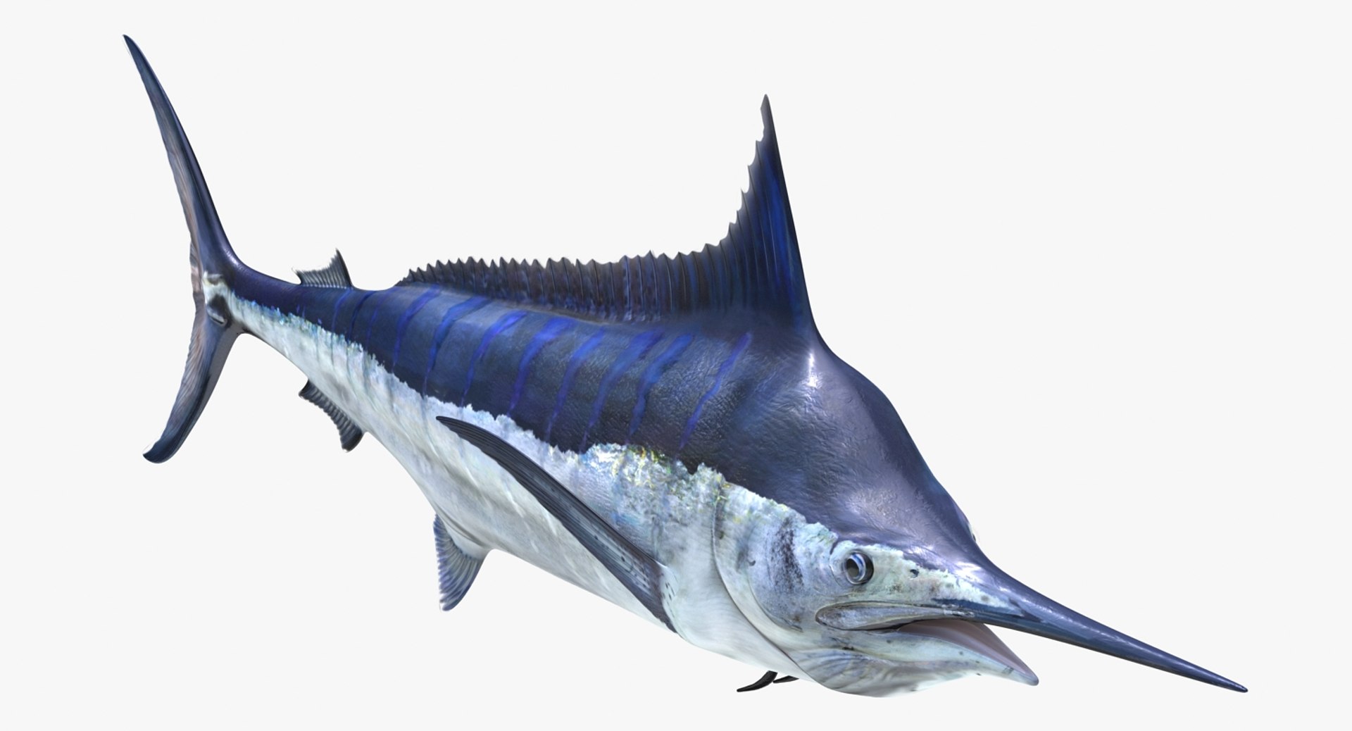 rigged fishes 3 3D model https://p.turbosquid.com/ts-thumb/ll/WdZHIx/stxUQJBE/riggedfishescollection3c4dmodel067/jpg/1531549631/1920x1080/fit_q87/8534b8fc11aba5a65ad5b6236df75e1f0a1b0c0a/riggedfishescollection3c4dmodel067.jpg