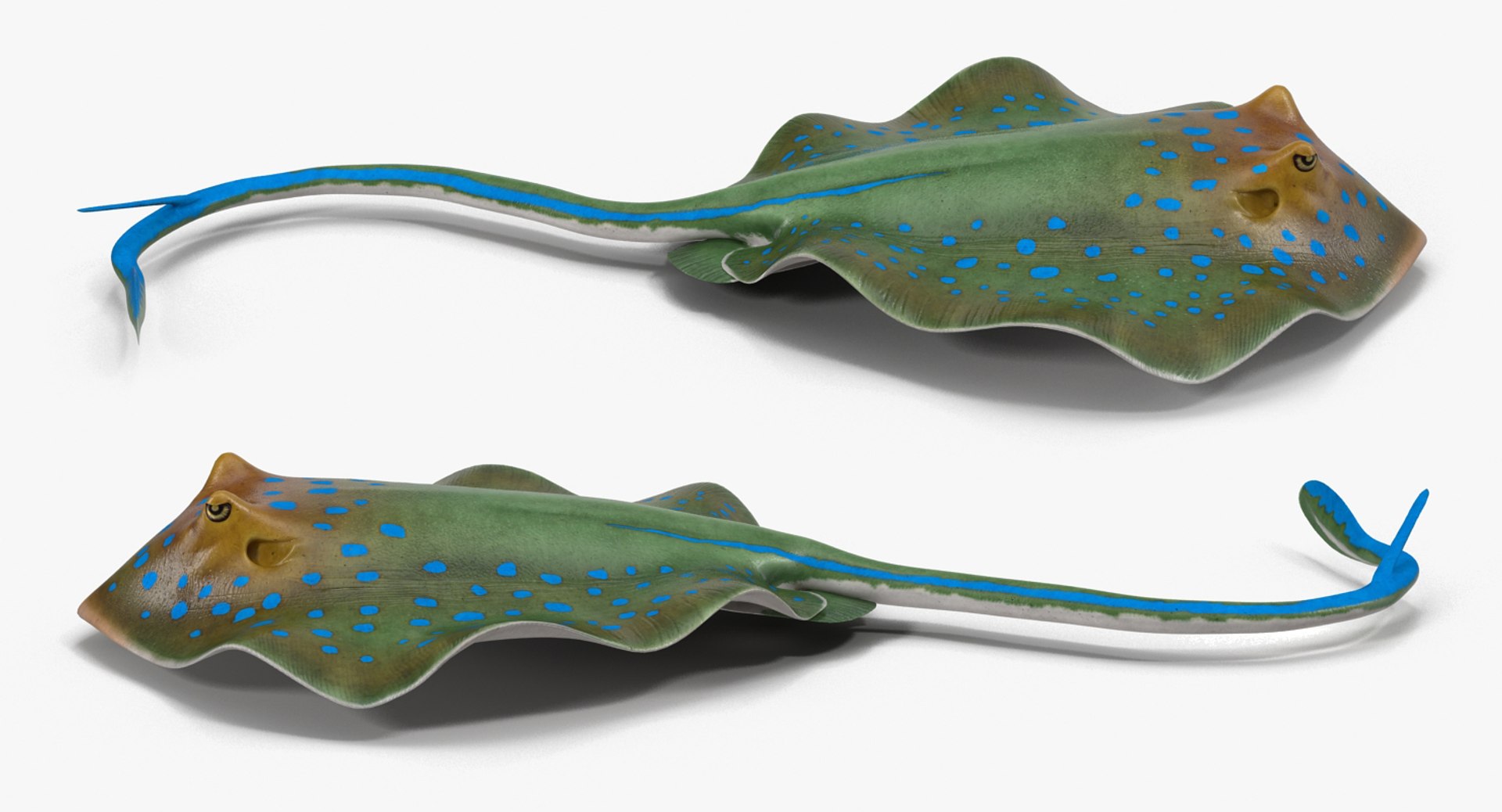 rigged fishes 3 3D model https://p.turbosquid.com/ts-thumb/ll/WdZHIx/t1Shgeup/riggedfishescollection3c4dmodel107/jpg/1531549632/1920x1080/fit_q87/7a582f0994da04eaf07d03ee9dceab3418f5791a/riggedfishescollection3c4dmodel107.jpg