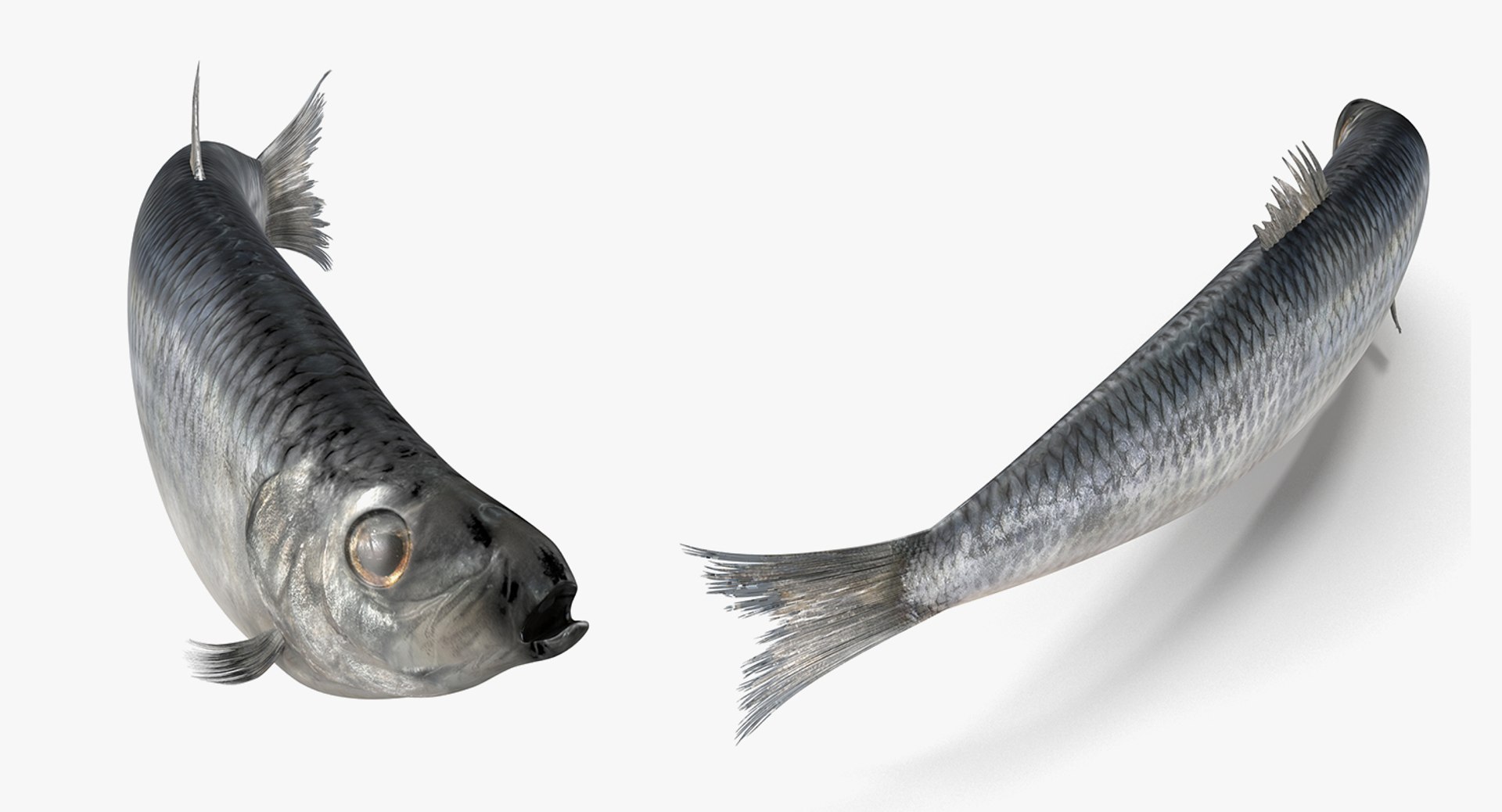rigged fishes 3 3D model https://p.turbosquid.com/ts-thumb/ll/WdZHIx/tAM8adqf/riggedfishescollection3c4dmodel117/jpg/1531549632/1920x1080/fit_q87/3b41cdf53e52d8210b4622fe71cbcfeb616a4db5/riggedfishescollection3c4dmodel117.jpg