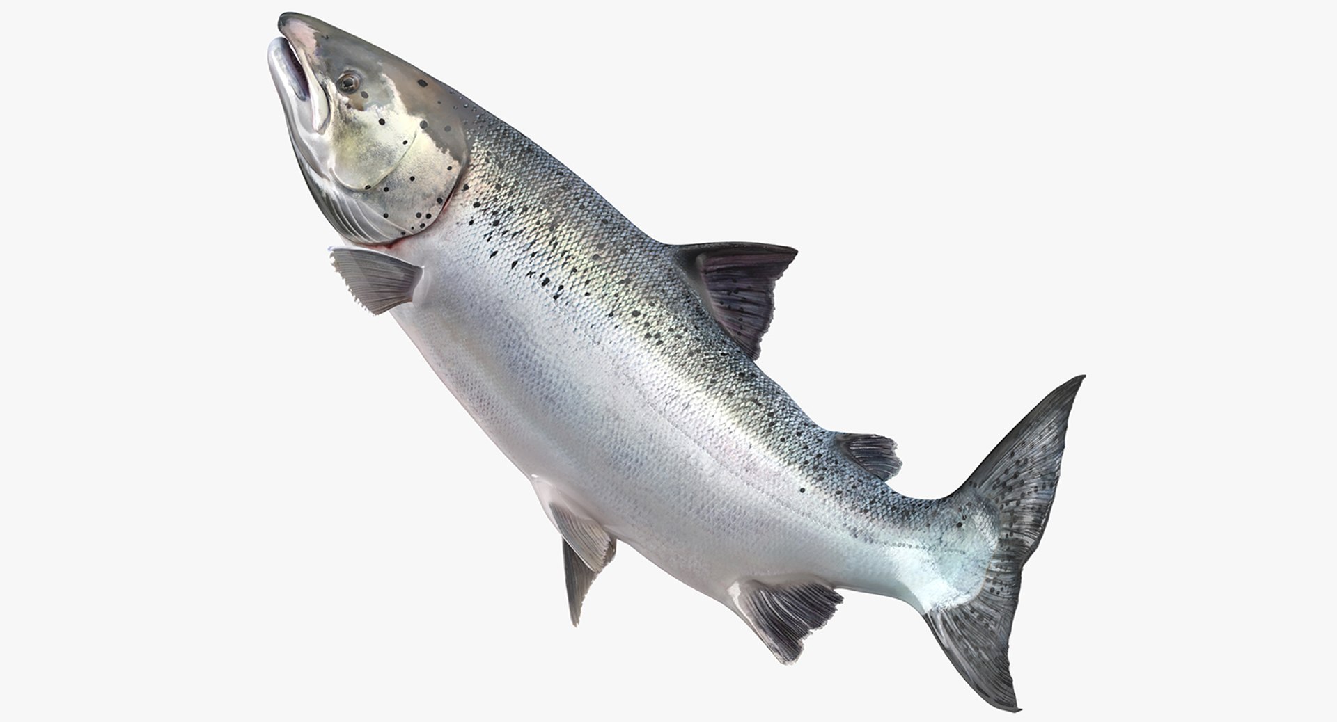 rigged fishes 3 3D model https://p.turbosquid.com/ts-thumb/ll/WdZHIx/vQTeHGBx/riggedfishescollection3c4dmodel024/jpg/1531549630/1920x1080/fit_q87/1bb8ddd7a217c2a48f6a4542125055d9df0d732f/riggedfishescollection3c4dmodel024.jpg