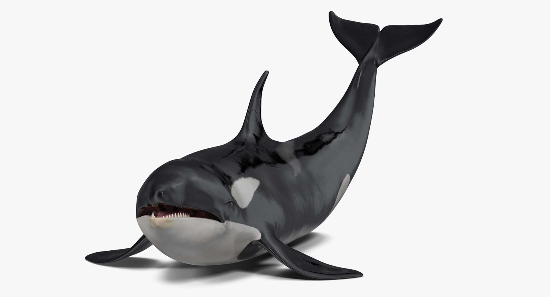 rigged fishes 3 3D model https://p.turbosquid.com/ts-thumb/ll/WdZHIx/vRxLmnkY/riggedfishescollection3c4dmodel006/jpg/1531549630/1920x1080/fit_q87/2afa4ef311e5006a3e25c92c7601da9e3f3c0be2/riggedfishescollection3c4dmodel006.jpg