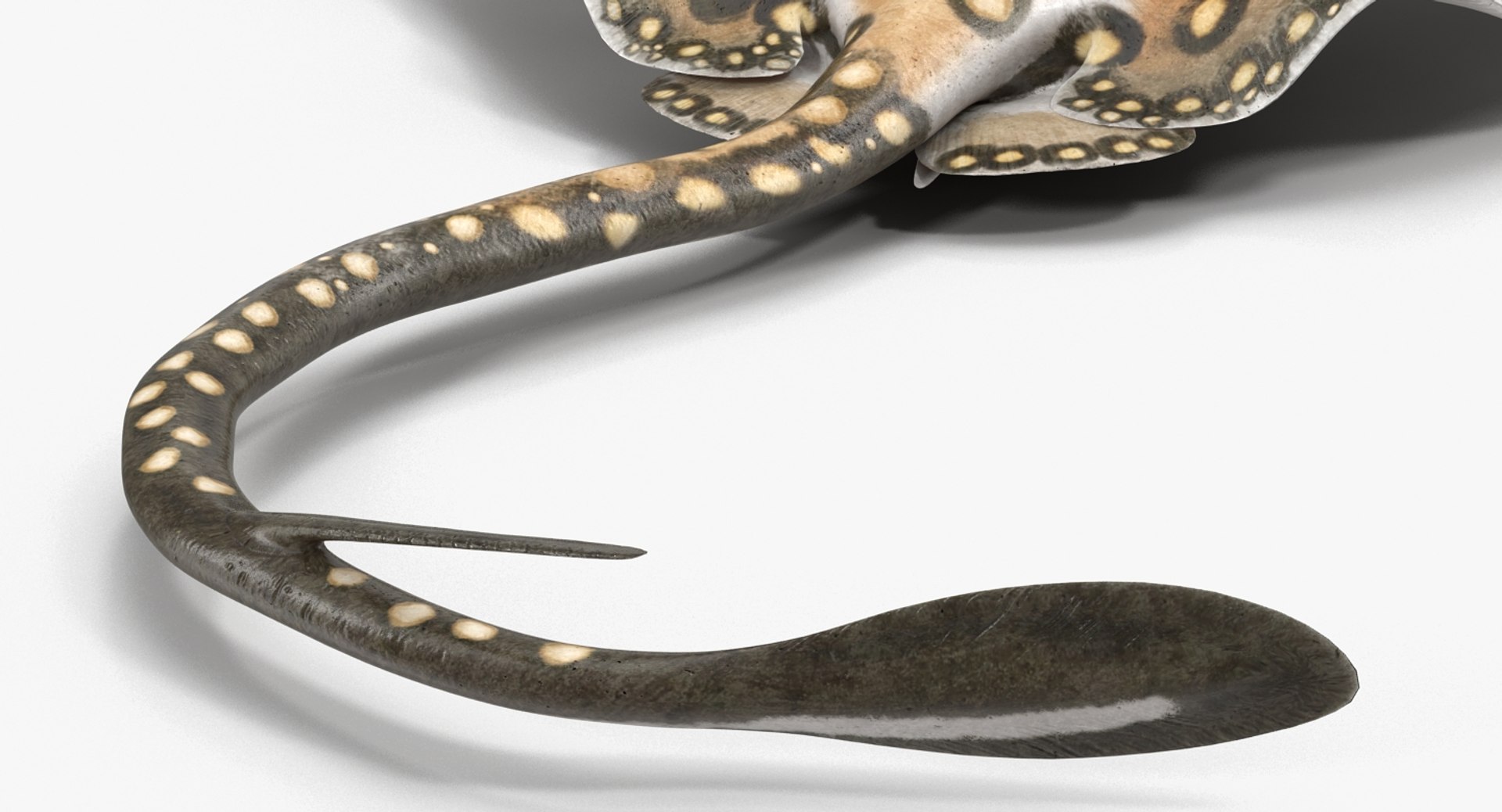 rigged fishes 3 3D model https://p.turbosquid.com/ts-thumb/ll/WdZHIx/wB43w6PS/riggedfishescollection3c4dmodel081/jpg/1531549631/1920x1080/fit_q87/e9b3331f5b6e0cf2a10331c4ccebef7f6645e69f/riggedfishescollection3c4dmodel081.jpg