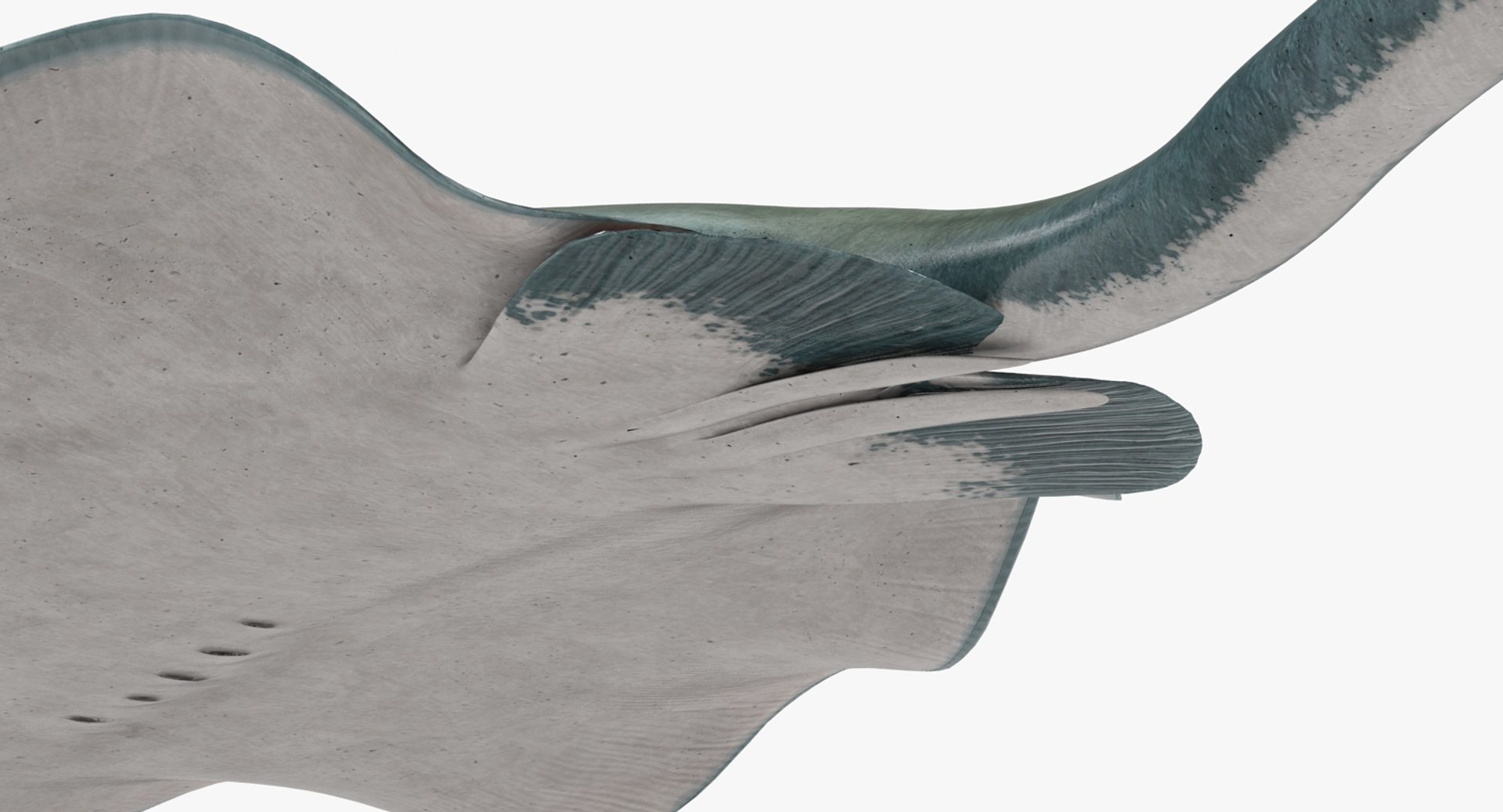 rigged fishes 3 3D model https://p.turbosquid.com/ts-thumb/ll/WdZHIx/xjQTv8Op/riggedfishescollection3c4dmodel104/jpg/1531549632/1920x1080/fit_q87/f2151734063af9e86f6c21317a8018fbcdb6a7cc/riggedfishescollection3c4dmodel104.jpg