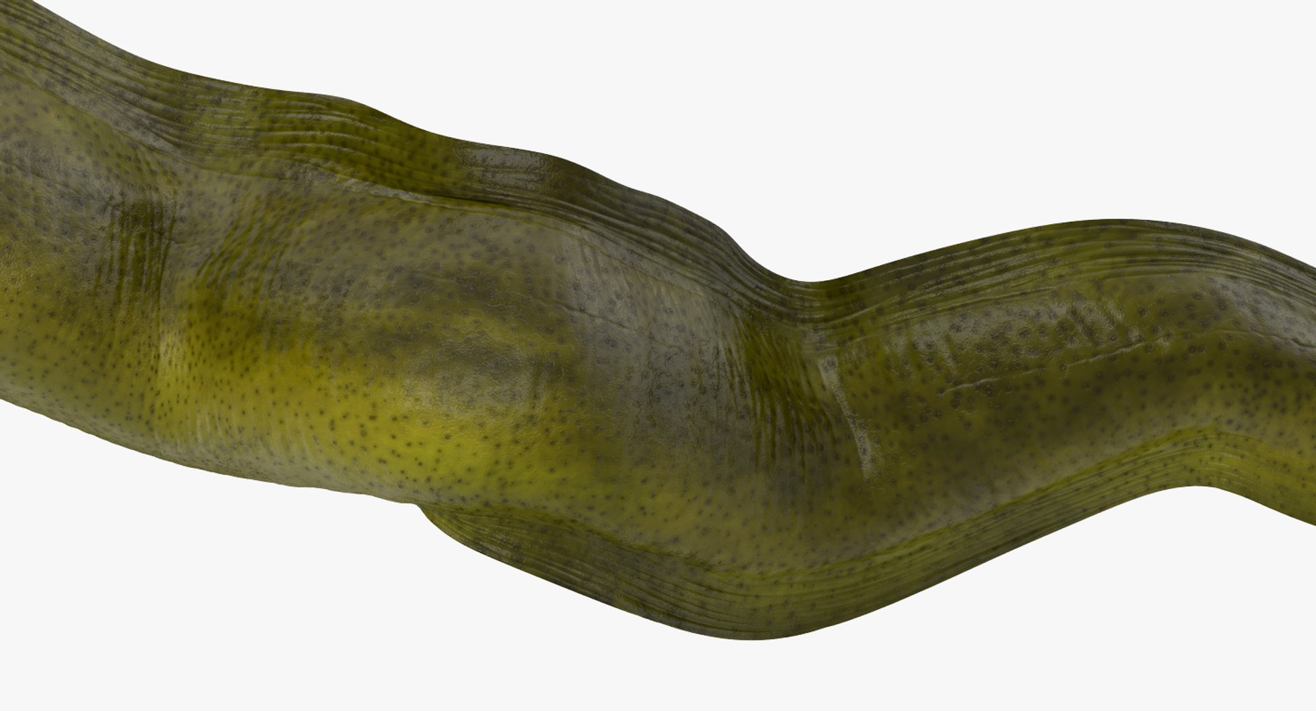 rigged fishes 3 3D model https://p.turbosquid.com/ts-thumb/ll/WdZHIx/y6koOwGL/riggedfishescollection3c4dmodel039/jpg/1531549631/1920x1080/fit_q87/931056345167e4540aa629c355ffb00cf3248163/riggedfishescollection3c4dmodel039.jpg