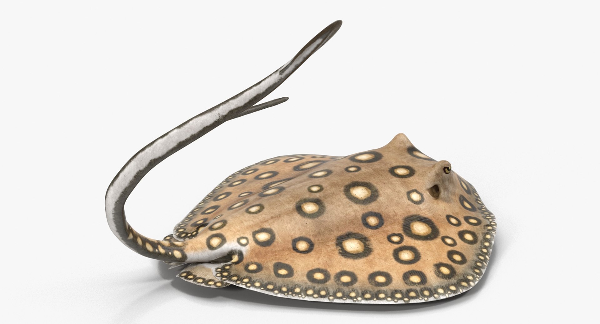 rigged fishes 3 3D model https://p.turbosquid.com/ts-thumb/ll/WdZHIx/zV3XoG4Z/riggedfishescollection3c4dmodel075/jpg/1531549631/1920x1080/fit_q87/08108d2b21c5bc84fe4d1b559ff27923db75995d/riggedfishescollection3c4dmodel075.jpg