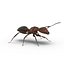 Red Ant Rigged for Maya