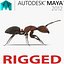 red ant rigged ma