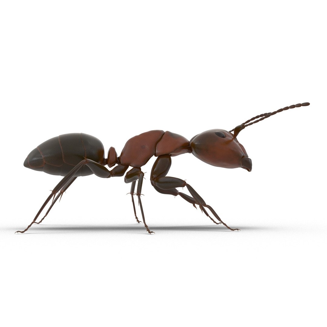red ant rigged ma https://p.turbosquid.com/ts-thumb/lm/2zY6B5/Um8FPsxs/readantriggedmayamb3dmodel09/jpg/1480780873/1920x1080/fit_q87/8e5b51cbdeebccc007f88c68d8688509236a470b/readantriggedmayamb3dmodel09.jpg
