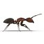 Red Ant Rigged for Maya