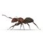 Red Ant Rigged for Maya