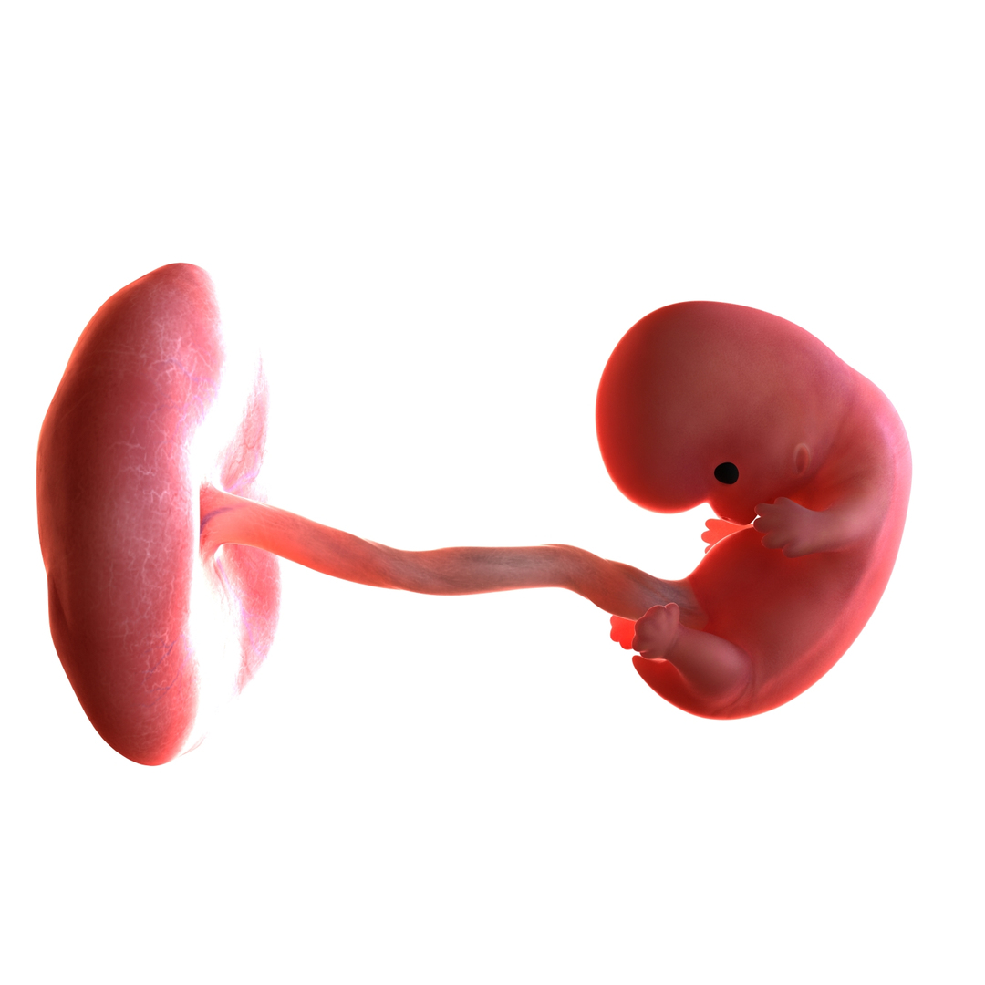 3D human fetus week 8 https://p.turbosquid.com/ts-thumb/lm/Fqe0ME/gX2KYV5O/fetus_week08_turntable/jpg/1499352930/1920x1080/turn_fit_q99/3faf6227b5c8f8dd10c417de99638a48ef6680a8/fetus_week08_turntable-1.jpg