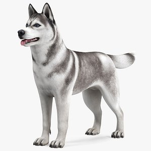Siberian Husky Gray and White Rigged for Cinema 4D 3D