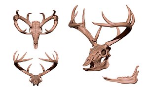 Deer Skull model