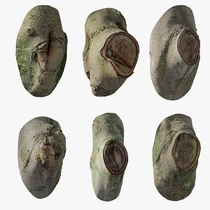 anydrafts Ficus microcarpa Burl 3D model