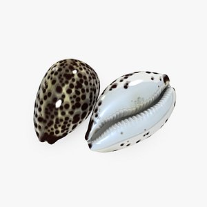 3D model cypraea tigris shell