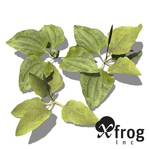 XfrogPlants Common Plantain