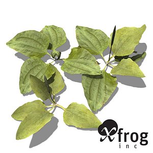 XfrogPlants Common Plantain
