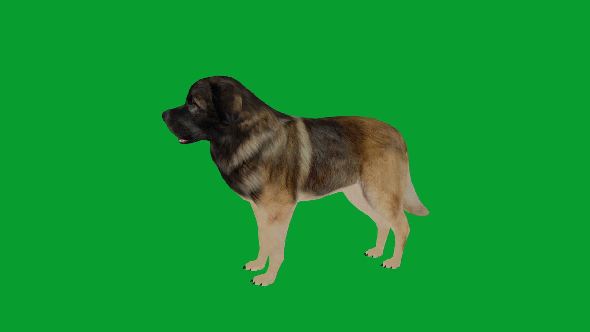 Leonberger Dog model https://p.turbosquid.com/ts-thumb/lm/k2eiSR/0n/leonberger_dogs28/png/1768591397/1920x1080/fit_q87/af207ad94eaee3cbf05ddc5a642a1548609d7f5d/leonberger_dogs28.jpg