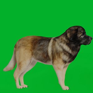 Leonberger Dog model