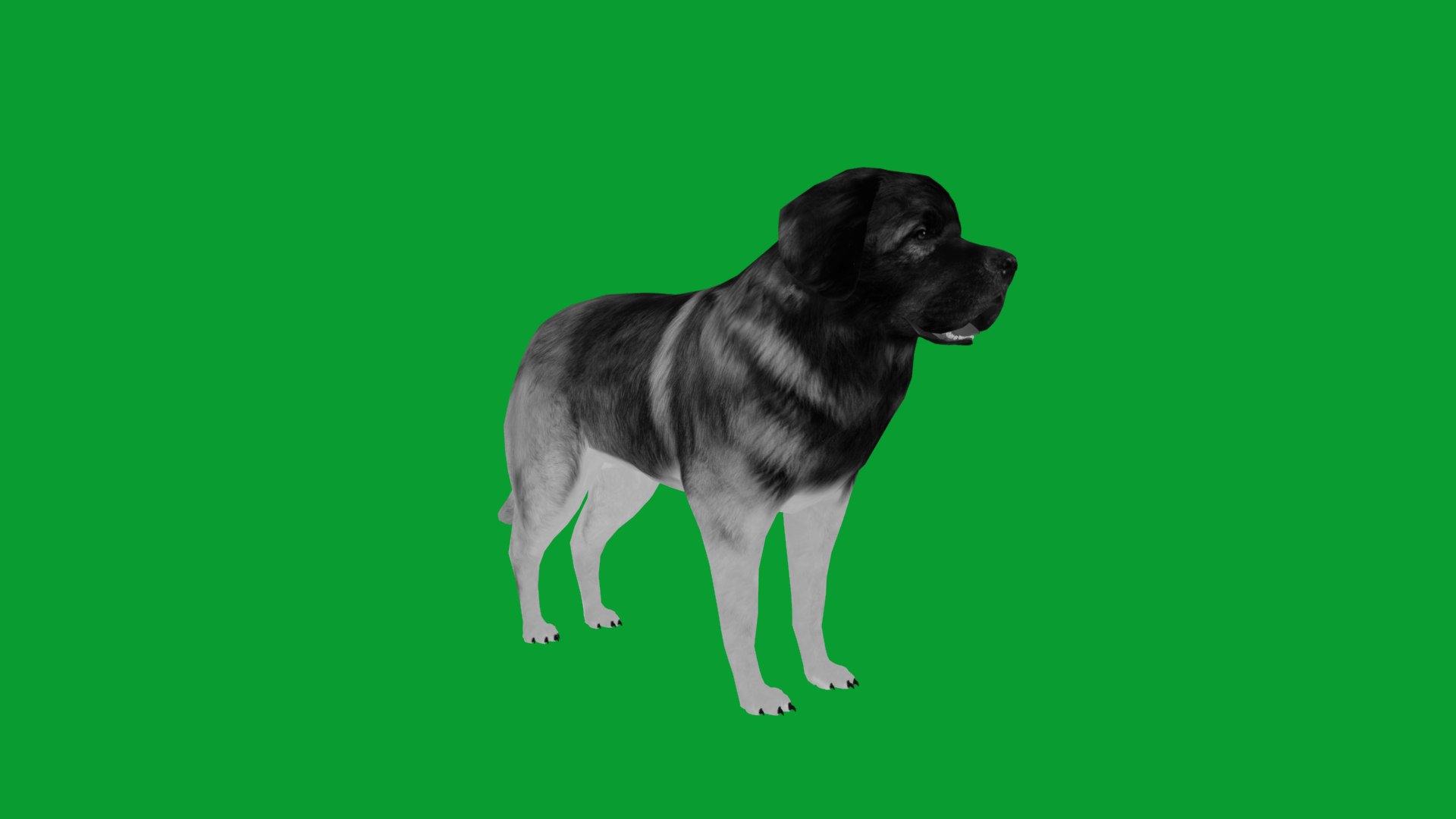 Leonberger Dog model https://p.turbosquid.com/ts-thumb/lm/k2eiSR/EV/leonberger_dogs14/png/1768591386/1920x1080/fit_q87/5f61245fc8b31f784b89907c07b7dabfc4a85b04/leonberger_dogs14.jpg