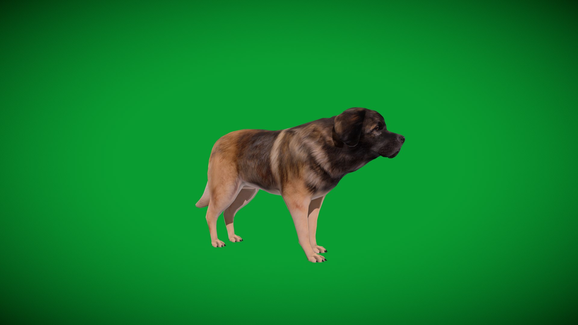 Leonberger Dog model https://p.turbosquid.com/ts-thumb/lm/k2eiSR/MK/leonberger_dogs/png/1768591416/1920x1080/fit_q87/0b1242d4feb45cb6cd9943152809f9e5d4c71f24/leonberger_dogs.jpg