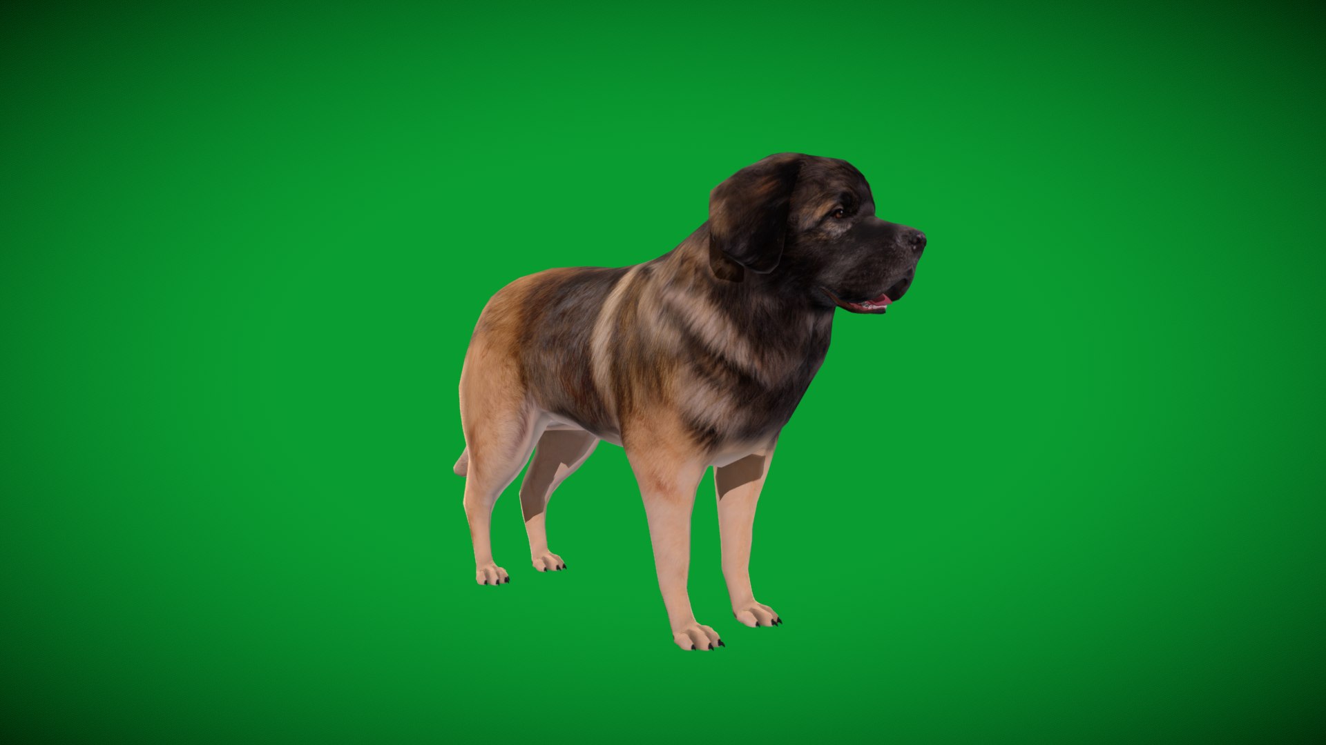 Leonberger Dog model https://p.turbosquid.com/ts-thumb/lm/k2eiSR/N0/leonberger_dogs7/png/1768591381/1920x1080/fit_q87/4145e08ea4e8d427528e2061e76ff3c542050927/leonberger_dogs7.jpg