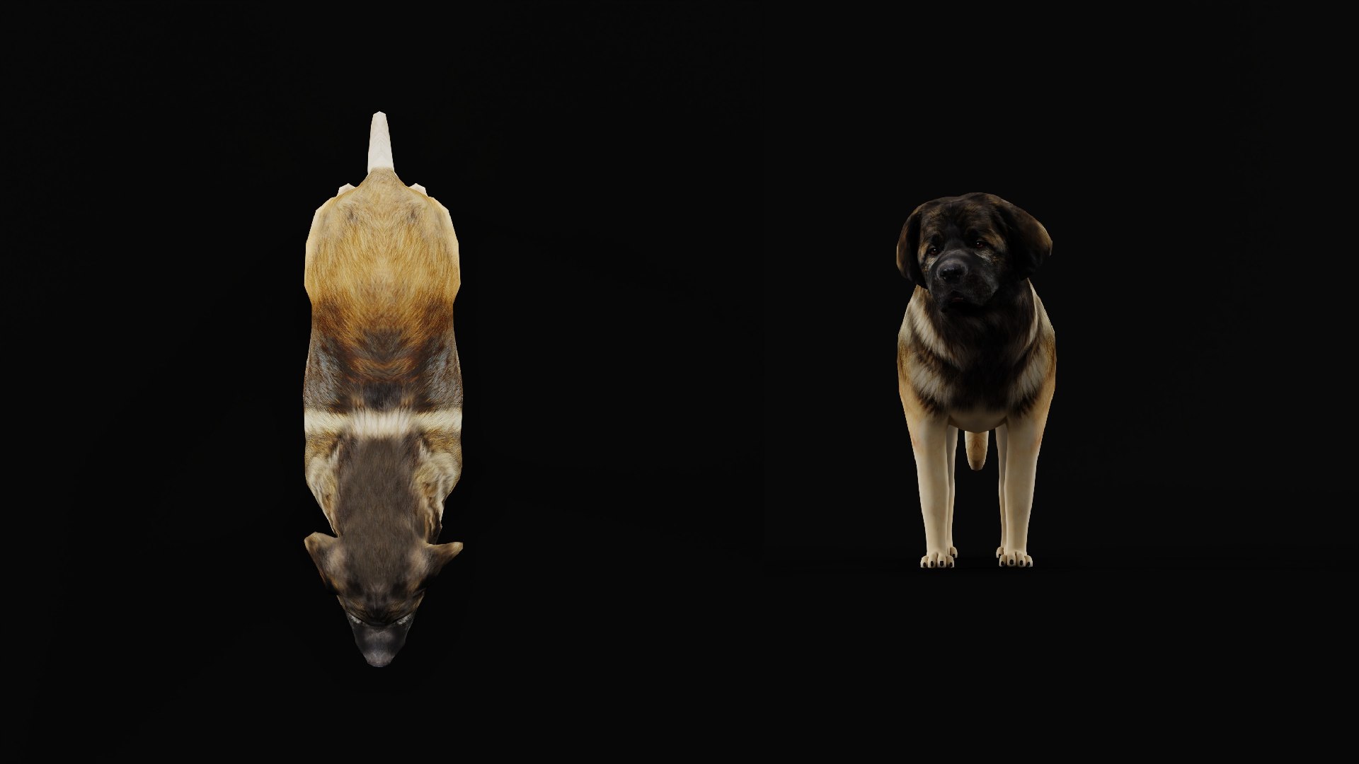 Leonberger Dog model https://p.turbosquid.com/ts-thumb/lm/k2eiSR/Sv/leonberger_dogs8/png/1768591381/1920x1080/fit_q87/6453ec77017fbe1e08ea6b8952618be4aba07860/leonberger_dogs8.jpg