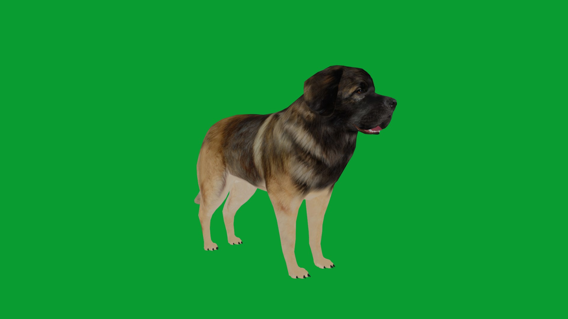 Leonberger Dog model https://p.turbosquid.com/ts-thumb/lm/k2eiSR/j4/leonberger_dogs11/png/1768591384/1920x1080/fit_q87/f73fcd9ac97c85911729fe4dd4ac9a32ece61a9d/leonberger_dogs11.jpg