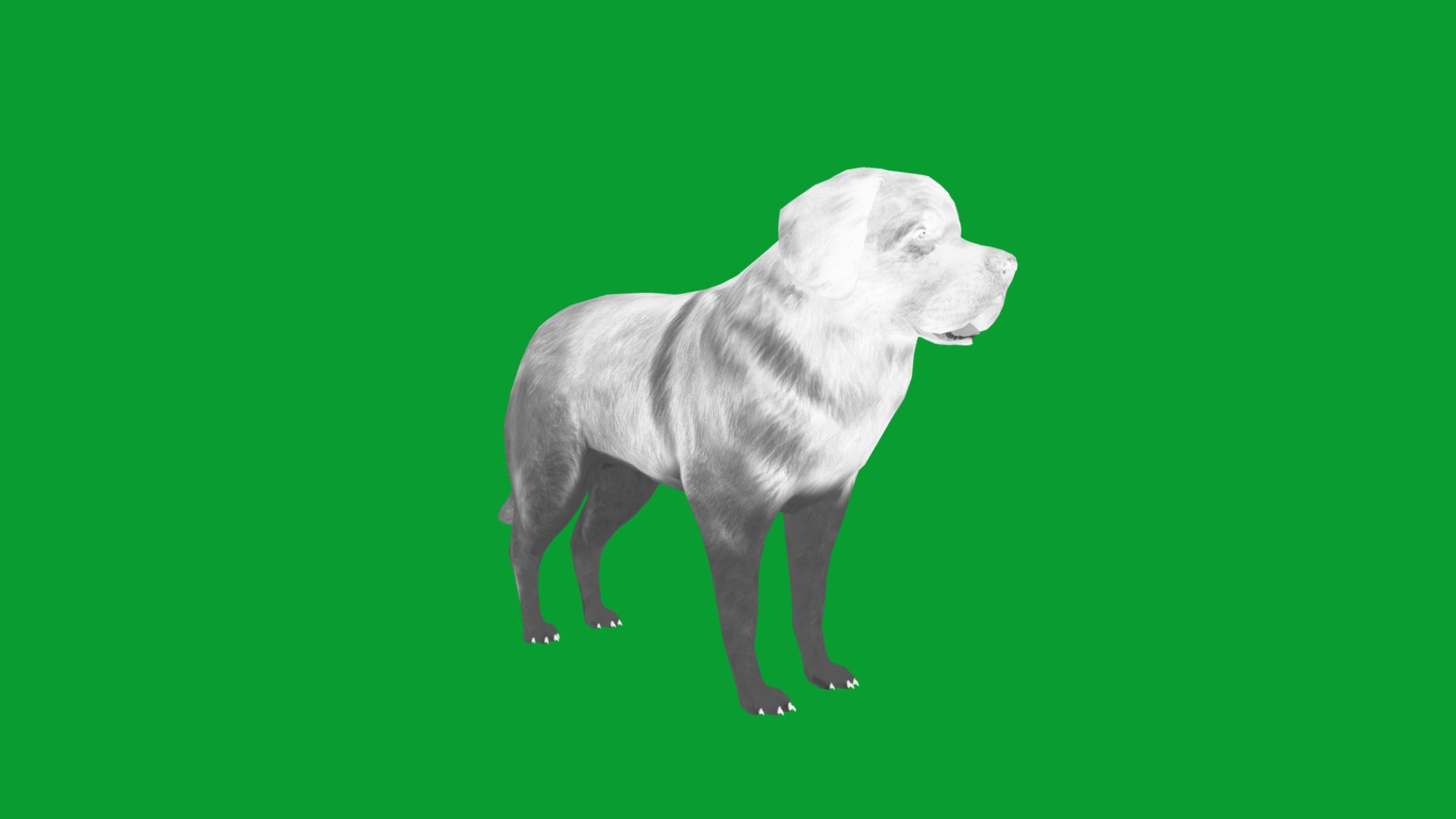 Leonberger Dog model https://p.turbosquid.com/ts-thumb/lm/k2eiSR/ul/leonberger_dogs13/png/1768591385/1920x1080/fit_q87/62b84197319c221f565f22930e6b4de5d6dd0ce4/leonberger_dogs13.jpg