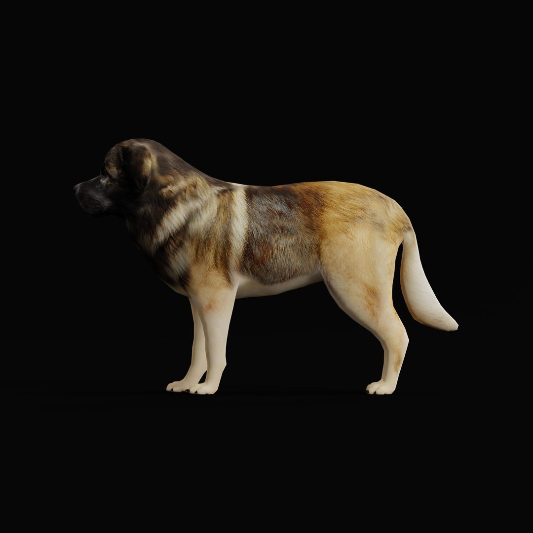 Leonberger Dog model https://p.turbosquid.com/ts-thumb/lm/k2eiSR/uy/leonbergerdogao_0002/jpg/1768591407/1920x1080/fit_q87/4fd6036bba31da95e2cf9e6284499af5777e684a/leonbergerdogao_0002.jpg