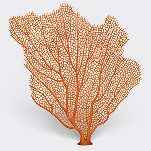 Coral 4