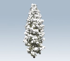 Cedar winter tree