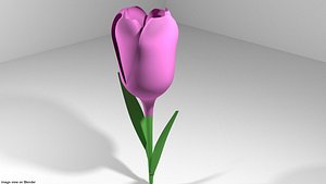 tulip flower model