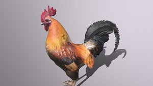 Cock animation